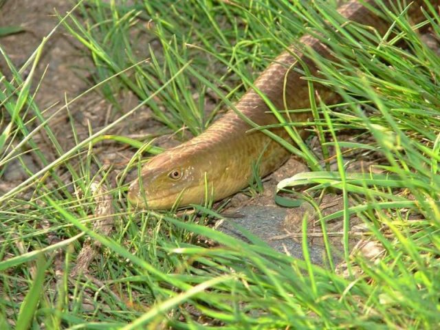 Glass Lizard - Pseudopus apodus
